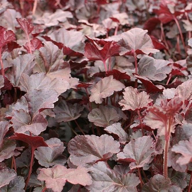 Plum Pudding Coral Bells, Heuchera