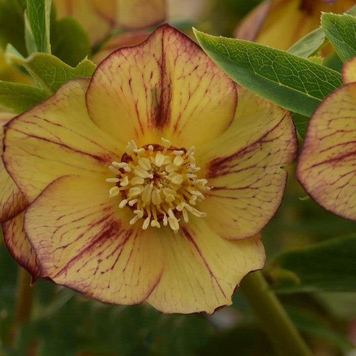 Helleborus 'Tropical Sunset'  - Honeymoon® Tropical Sunset Lenten Rose