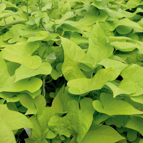 Ipomoea batatas ‘Marguerite’ ~ PW® Proven Accents® Marguerite Sweet Potato