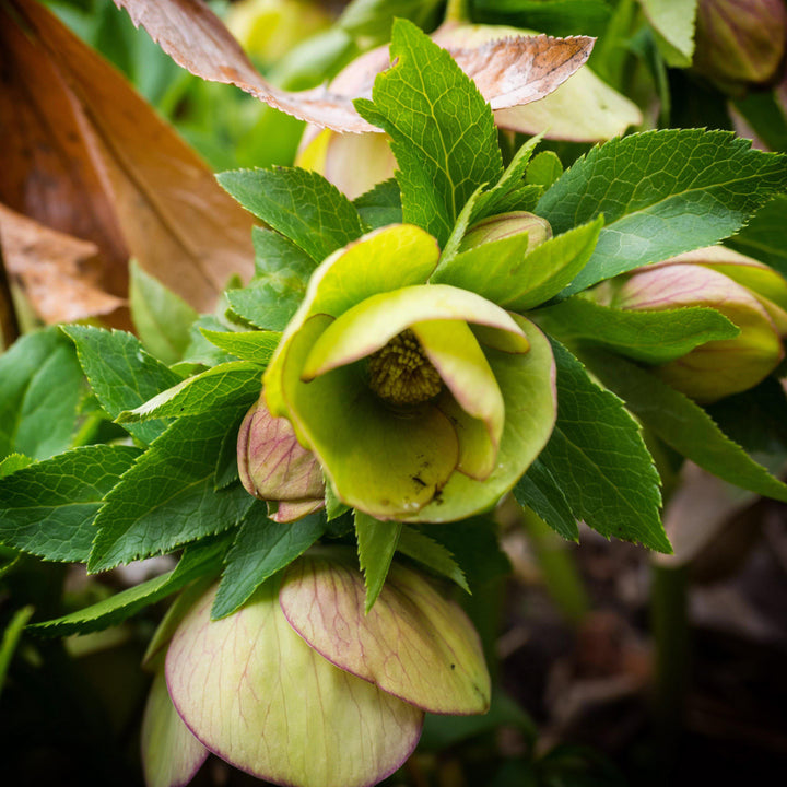 Helleborus x ericsmithii 'COSEH 730'  - HGC® Champion Lenten Rose