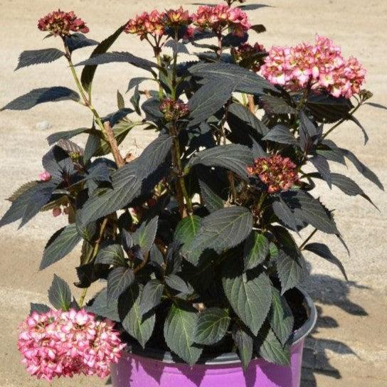Hydrangea macrophylla 'Bailmacseven' ~ First Editions® Eclipse® Hydrangea