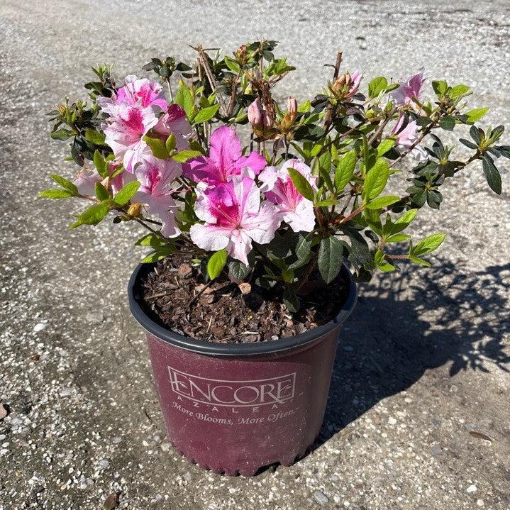 Rhododendron ‘Conlep’ ~ Encore® Autumn Twist™ Azalea