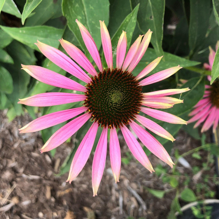 Echinacea purpurea 'Green Twister' ~ Green Twister Echinacea, Coneflower
