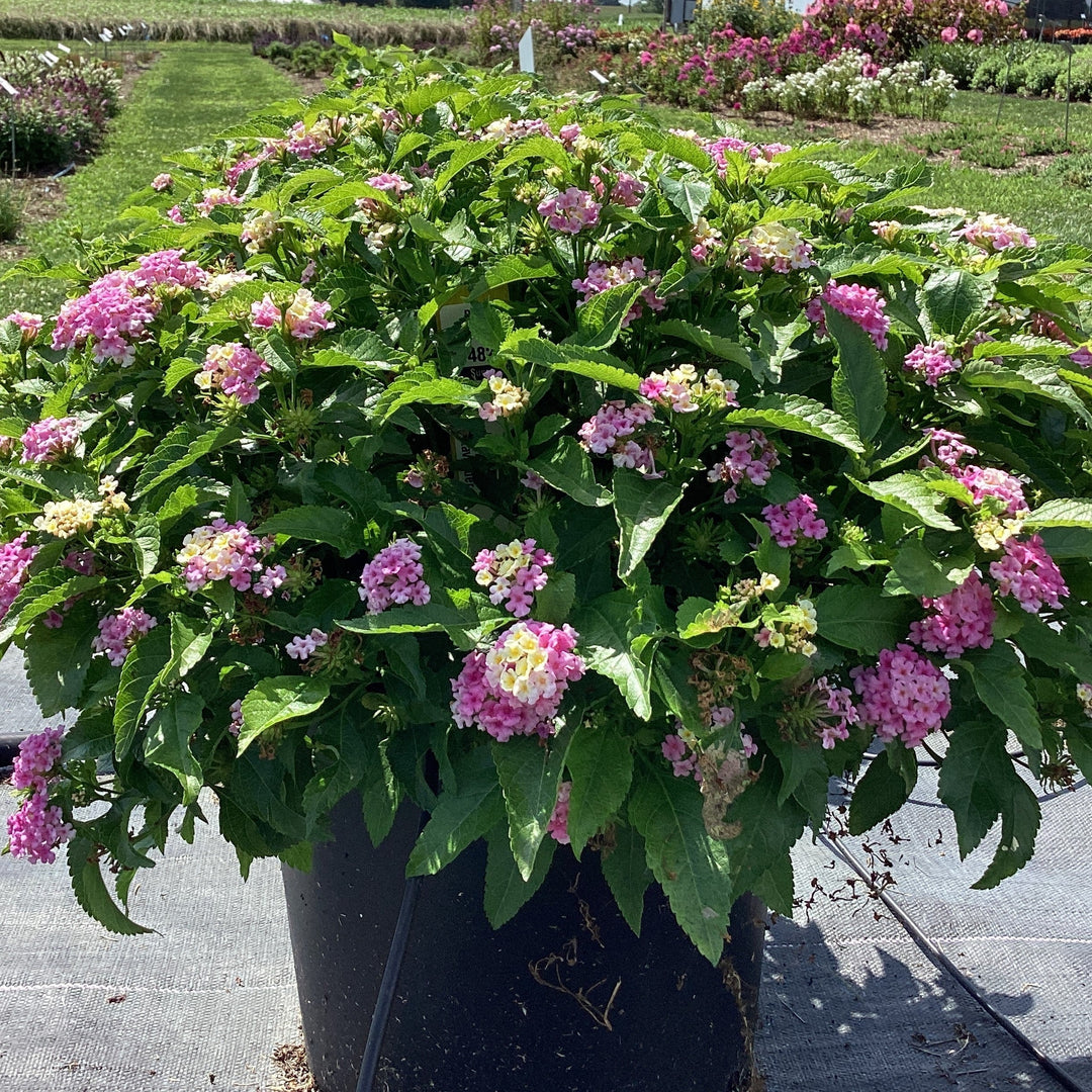 Lantana camara 'Balluclav' ~ Little Lucky™ Lavender Lantana