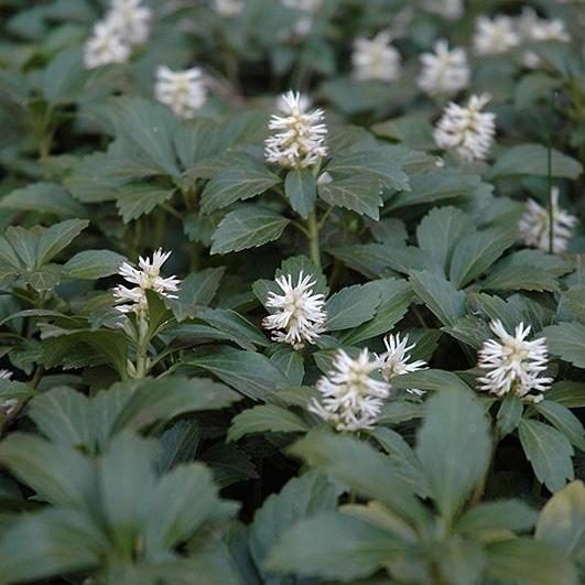 Pachysandra terminalis  - Japanese Spurge