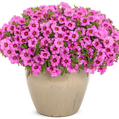 Calibrachoa hybrid 'WNCALSBPK24' ~ PW® Superbells® Pink Calibrachoa