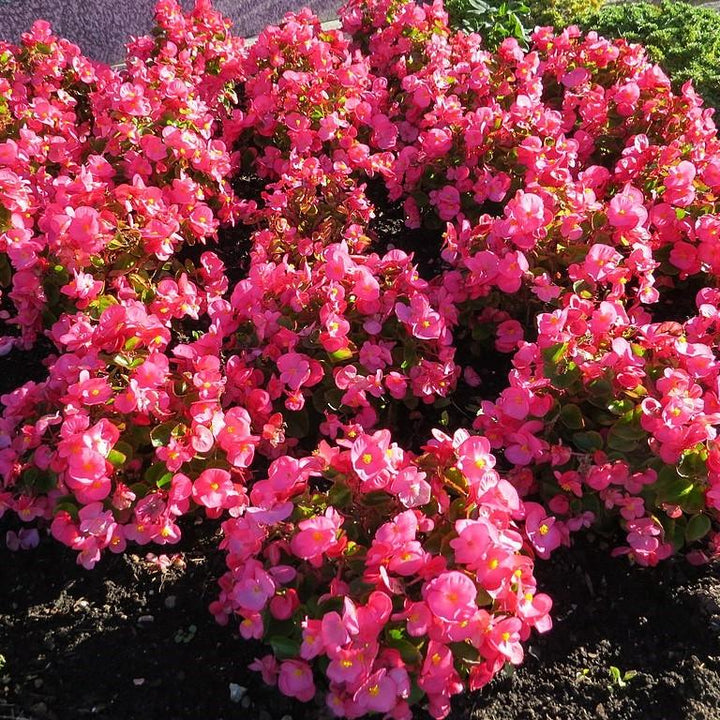 Begonia semperflorens 'Super Olympia Rose' ~ Super Olympia® Rose Begonia