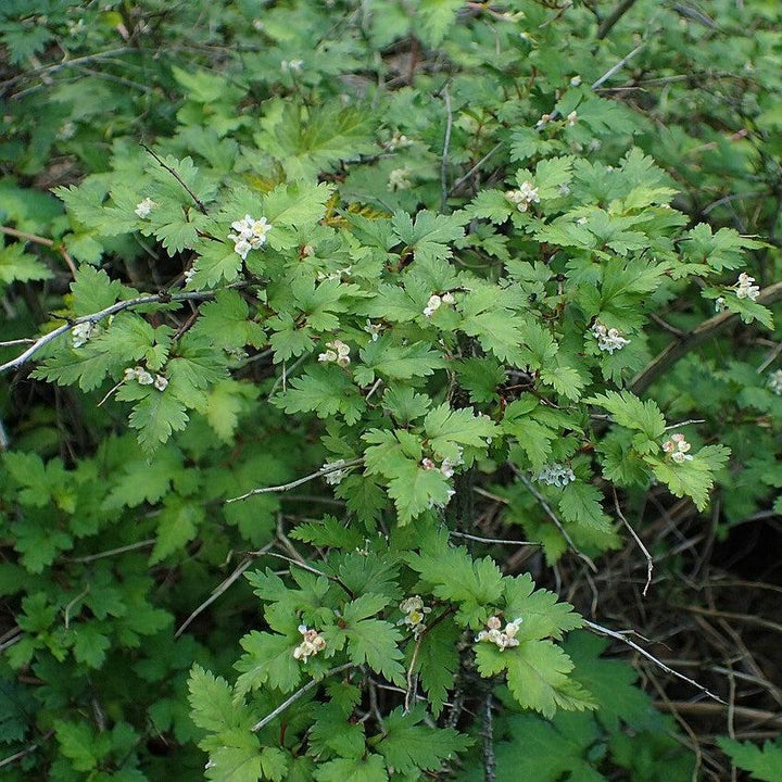 Stephanandra incisa 'Crispa'  - Crispa Cutleaf Stephanandra