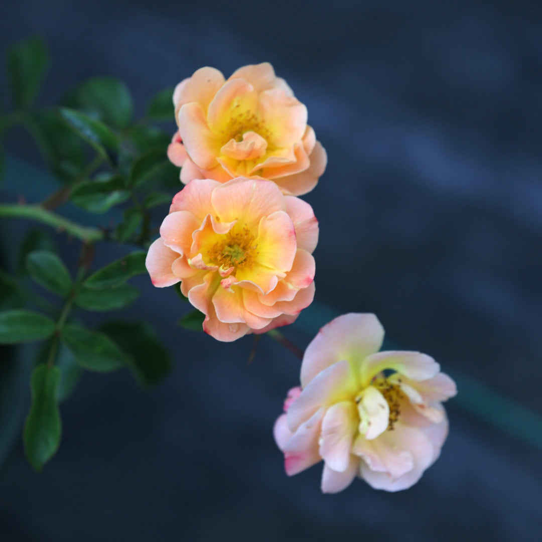 Rosa x 'NOA97400A'  - Flower Carpet® Amber Rose