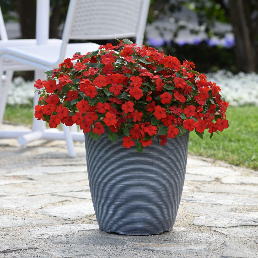 Impatiens walleriana 'PAS1413665' ~ Beacon® Bright Red Impatiens