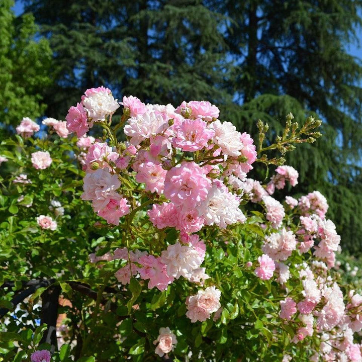 The Fairy Rose