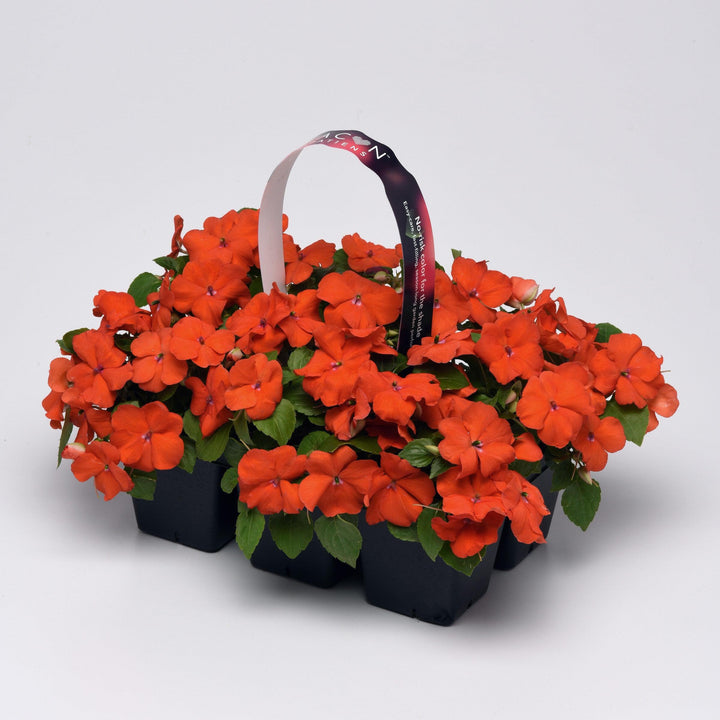 Impatiens walleriana 'PAS1377331' ~ Beacon® Orange Impatiens