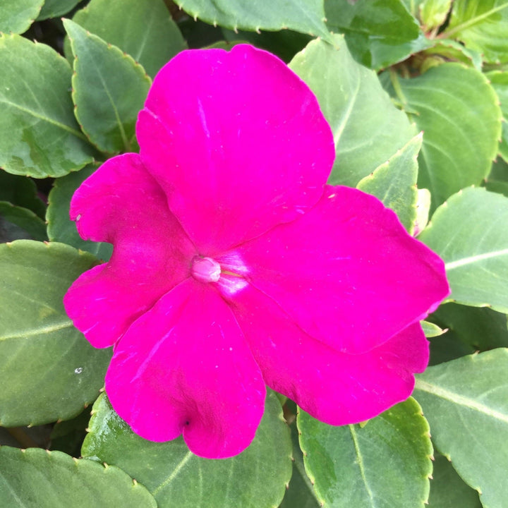 Impatiens walleriana 'PAS1357834' ~ Beacon® Violet Shades Impatiens