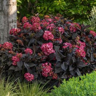 Hydrangea macrophylla 'Bailmacseven' ~ First Editions® Eclipse® Hydrangea