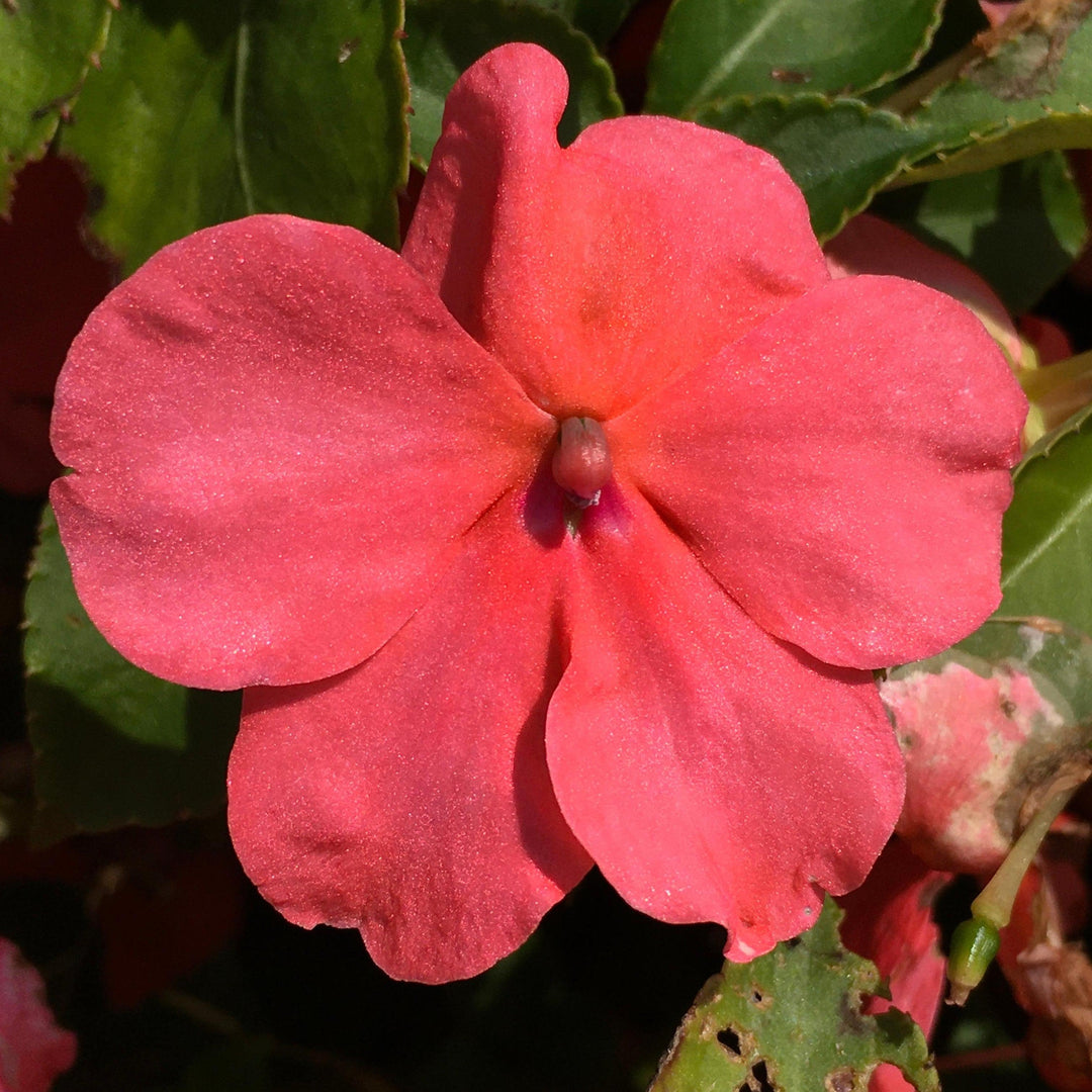Impatiens walleriana 'Beacon Formula Mixture' ~ Beacon® Formula Mixture Impatiens