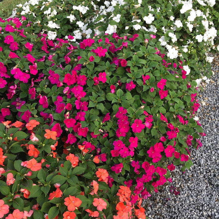 Impatiens walleriana 'PAS1357834' ~ Beacon® Violet Shades Impatiens