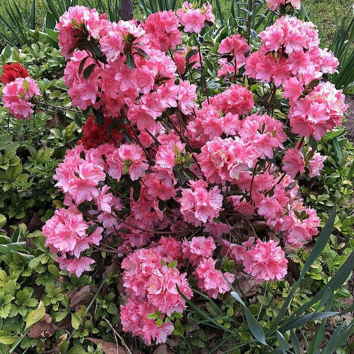 Rhododendron 'Blaauw's Pink'  - Blaauw's Pink Azalea