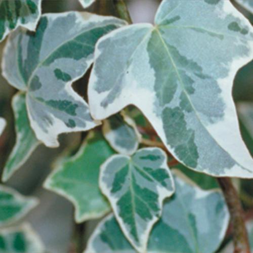 Hedera helix 'Glacier' ~ PW® Proven Accents® Glacier Ivy