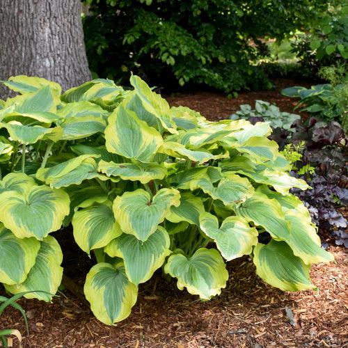 Hosta 'Seducer' 22,413 ~ PW® Shadowland® Seducer Hosta