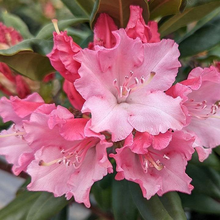 Rhododendron x 'NCRX1' ~ Dandy Man Color Wheel® Rhododendron