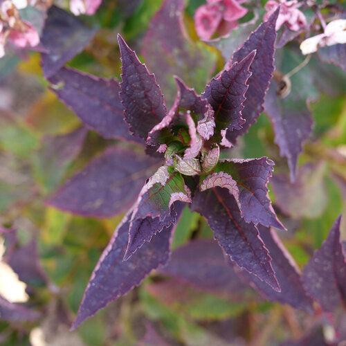 Hydrangea serrata 'SMNHSG' ~ Tuff Stuff Top Fun™ Hydrangea