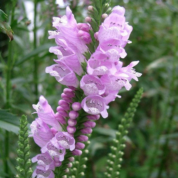 Physostegia virginiana ~ Obedient Plant
