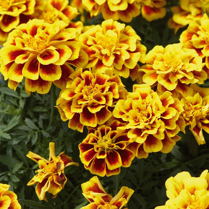 Tagetes patula 'Safari Yellow Fire' ~ Safari Yellow Fire French Marigold