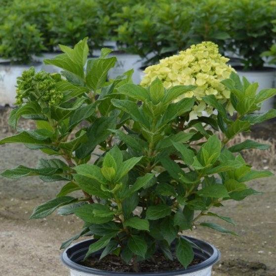 Hydrangea paniculata 'SMNHPH' PP33,207 ~ Proven Winners® Little Lime Punch® Hydrangea