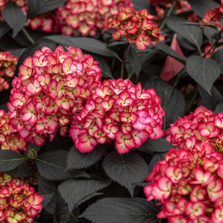 Hydrangea macrophylla 'Bailmacseven' ~ First Editions® Eclipse® Hydrangea