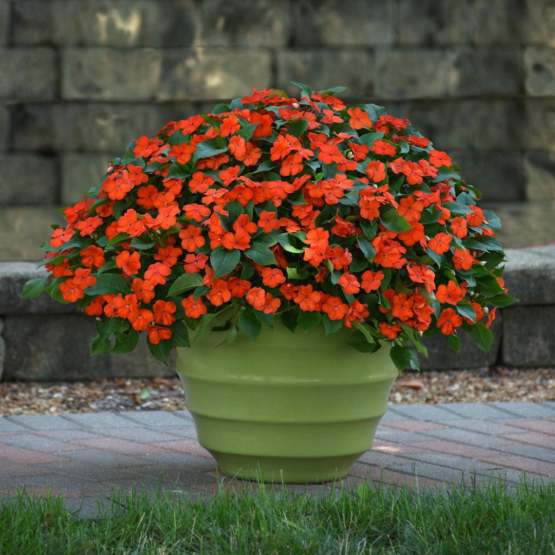 Impatiens walleriana 'PAS1377331' ~ Beacon® Orange Impatiens