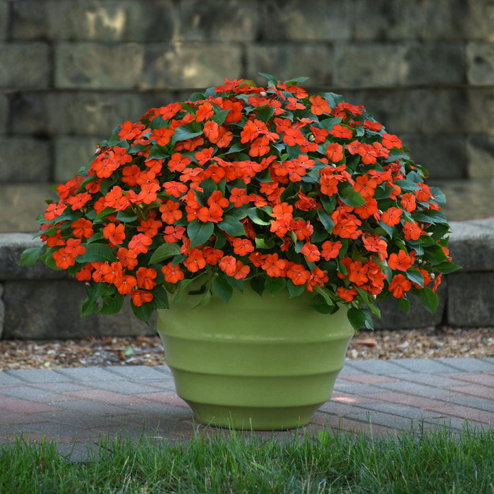 Impatiens walleriana 'PAS1377331' ~ Beacon® Orange Impatiens