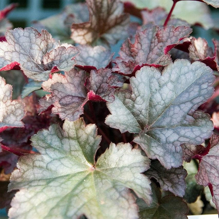 Plum Pudding Coral Bells, Heuchera