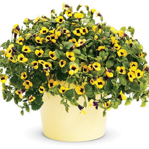 Torenia hybrid 'DANCAT266' ~ PW® Catalina® Gilded Grape™ Wishbone Flower