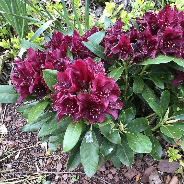 Rhododendron x 'Dark Lord' ~ Dark Lord Azalea