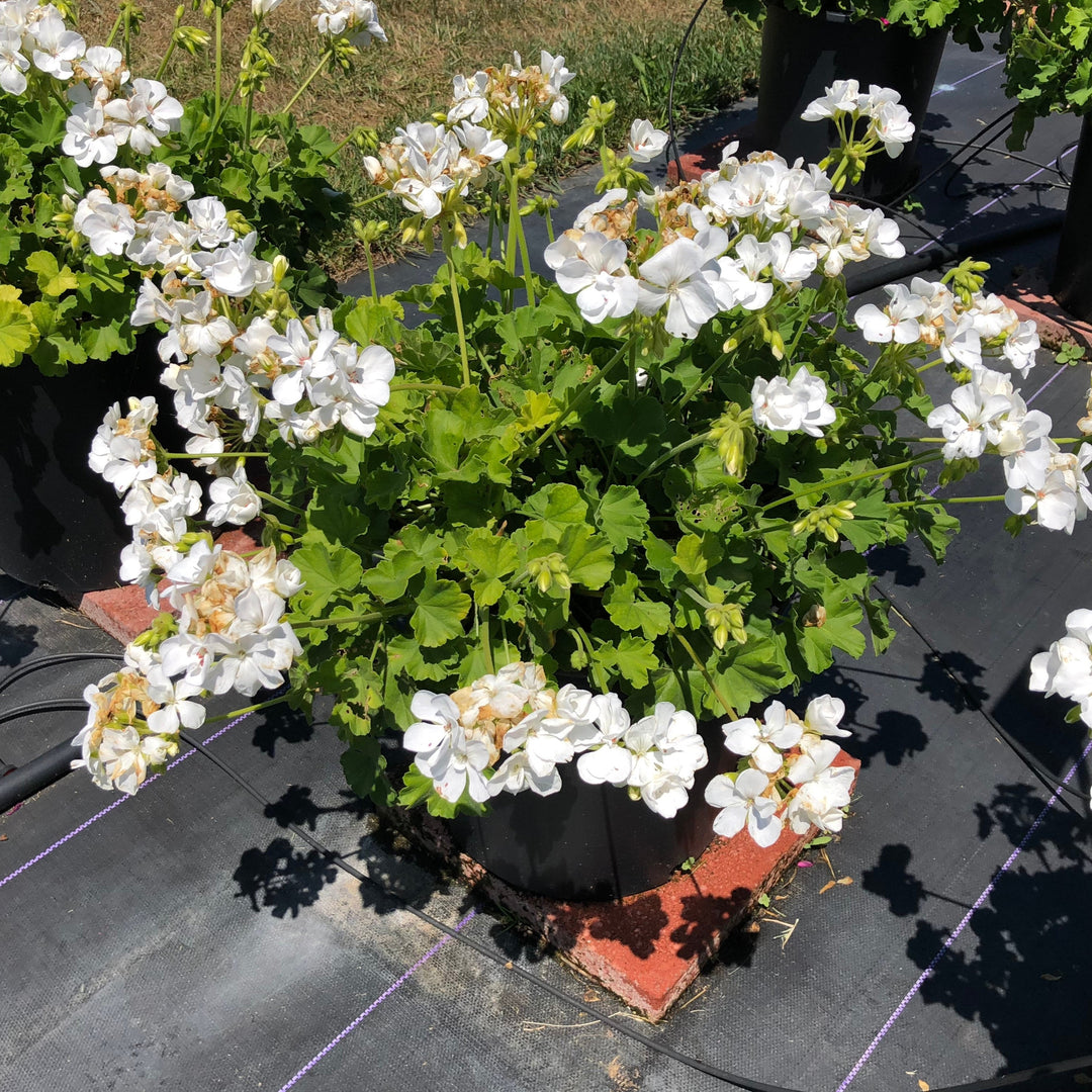 Pelargonium interspecific 'Calliope Medium White' ~ Calliope® Medium White Geranium