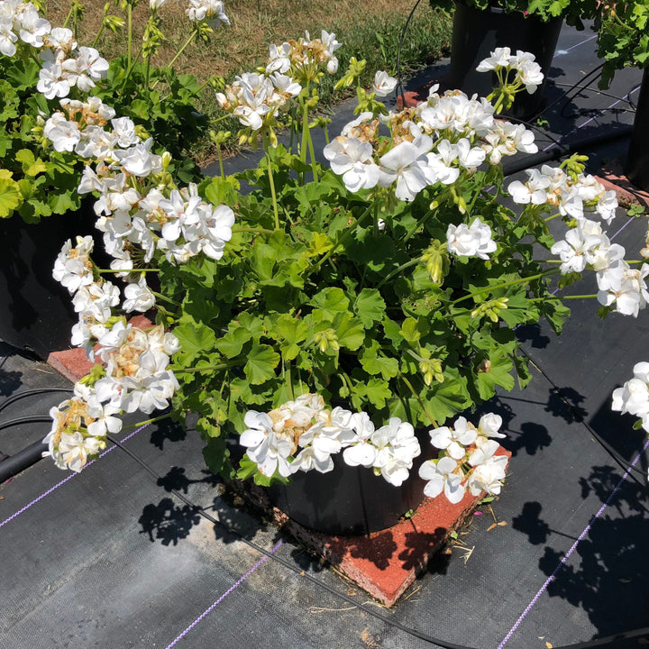 Pelargonium interspecific 'Calliope Medium White' ~ Calliope® Medium White Geranium