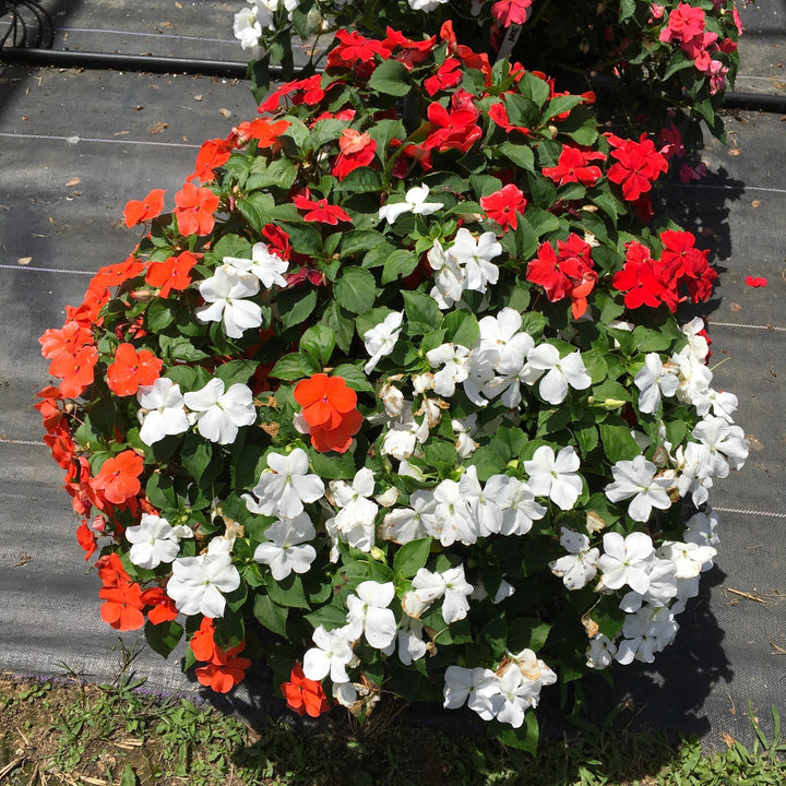 Impatiens walleriana 'Beacon Formula Mixture' ~ Beacon® Formula Mixture Impatiens