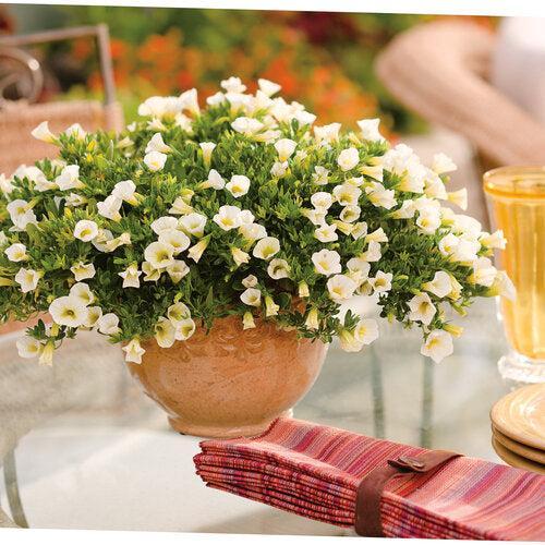 Calibrachoa hybrid 'Balcal14141' ~ PW® Superbells® White Calibrachoa