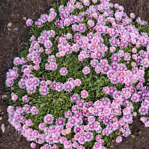 Delosperma 'Pink Radiance' ~ Kaleidoscope™ Pink Radiance Ice Plant