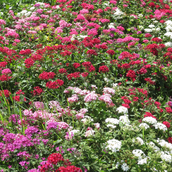 Pentas lanceolata 'Graffiti Mix' ~ Graffiti® 20/20 Mix Star Flower