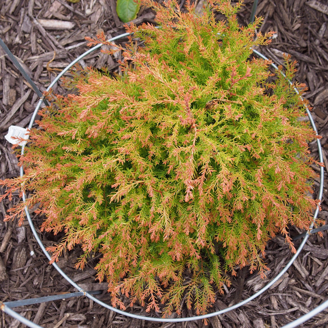 Thuja occidentalis 'Congabe' PP19,009  - Fire Chief™ Globe Arborvitae