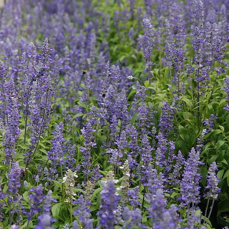 Salvia farinacea 'Victoria Blue' ~ Victoria™ Blue Sage