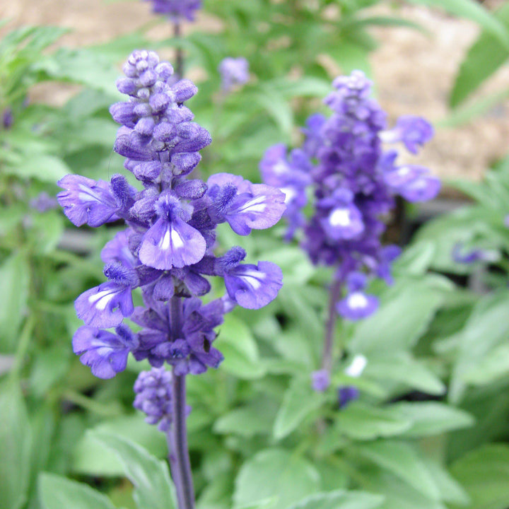Salvia farinacea 'Victoria Blue' ~ Victoria™ Blue Sage