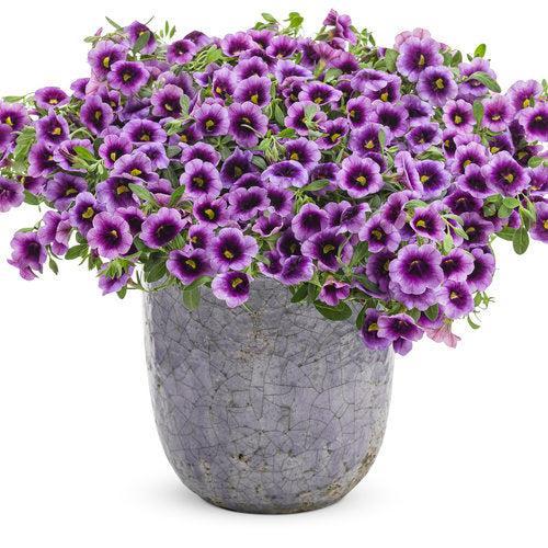 Calibrachoa hybrid 'Blue Moon Punch' ~ PW® Superbells® Blue Moon Punch™ Calibrachoa
