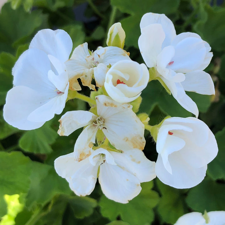 Pelargonium interspecific 'Calliope Medium White' ~ Calliope® Medium White Geranium
