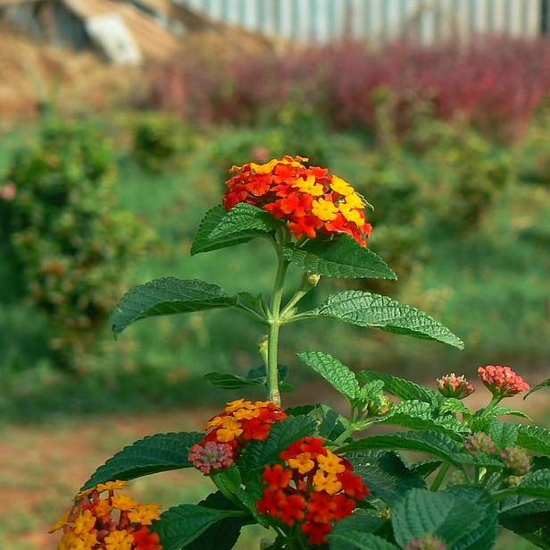 Lantana camara 'Balluced' ~ Little Lucky™ Red Lantana