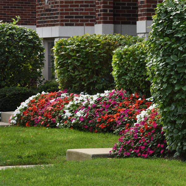 Impatiens walleriana 'Beacon Select' ~ Beacon® Select Mixture Impatiens