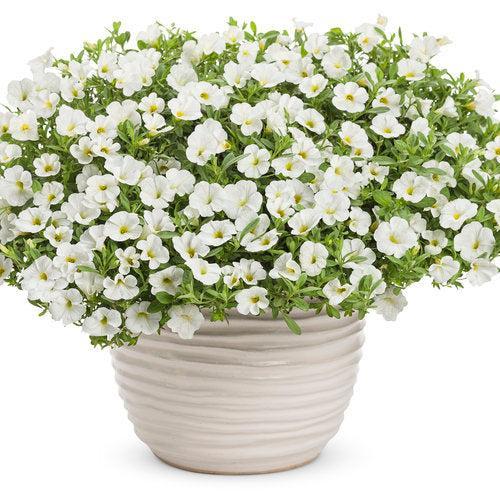 Calibrachoa hybrid 'Balcal14141' ~ PW® Superbells® White Calibrachoa