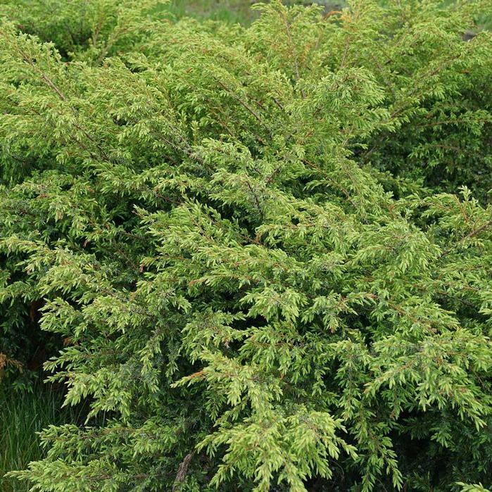 Juniperus communis 'SMNJCB'  - Tortuga® Juniper