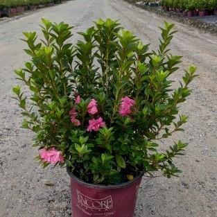 Rhododendron ‘Roblec’ ~ Encore® Autumn Carnation™ Azalea
